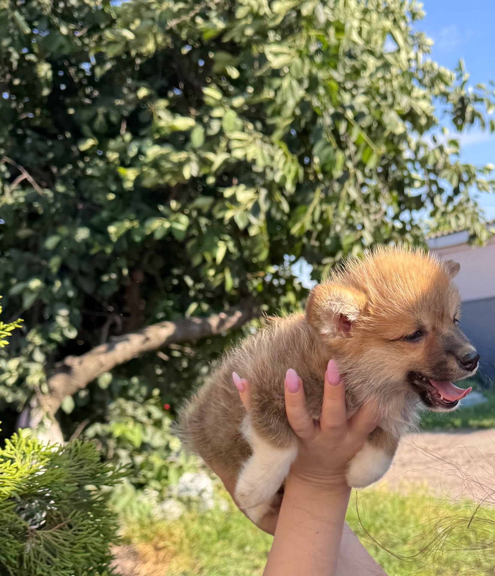 Хлопчик коргі