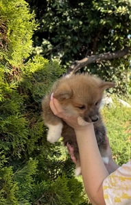Хлопчик коргі