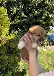 Хлопчик коргі