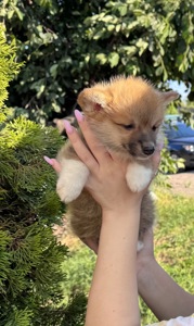 Хлопчик коргі