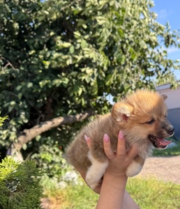 Хлопчик коргі