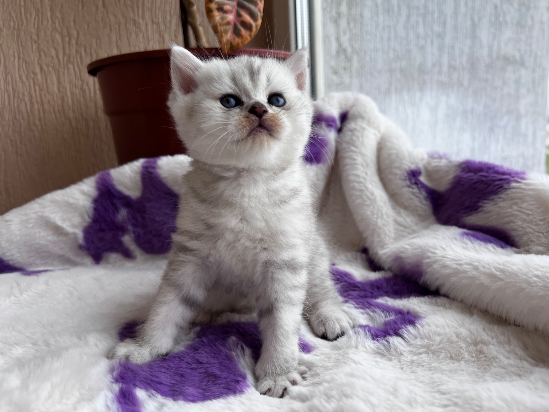 Котик Британець Bri ns 11