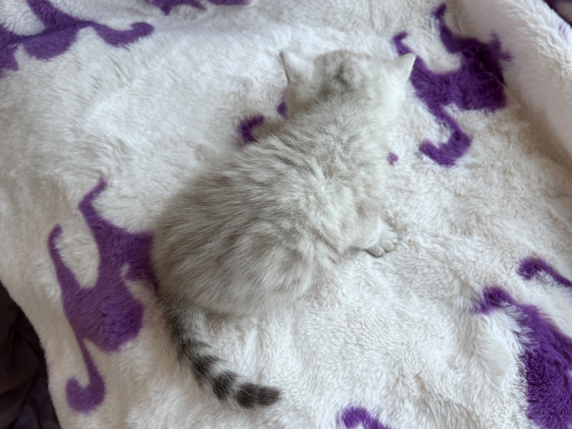 Котик Британець Bri ns 11