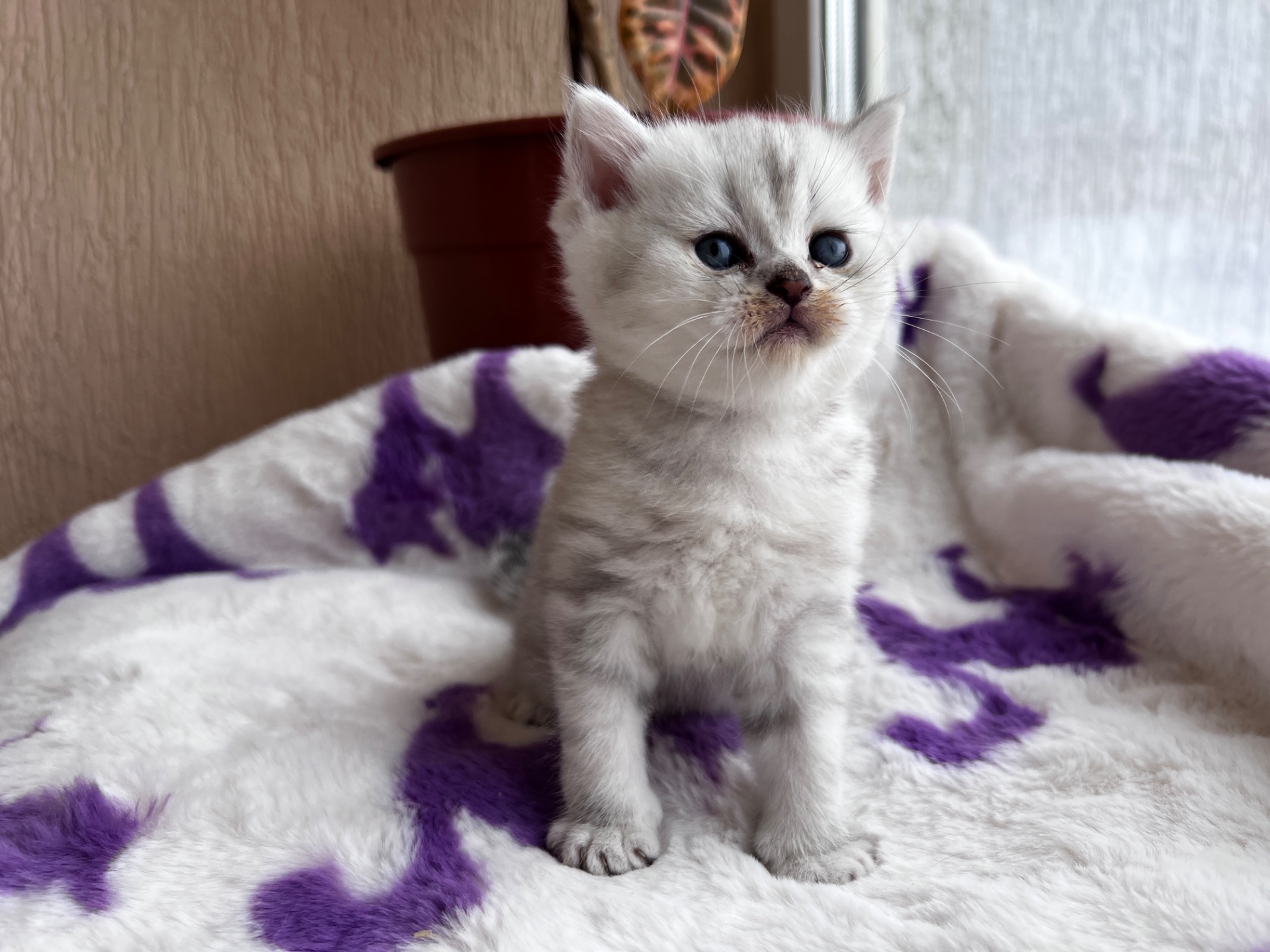 Котик Британець Bri ns 11
