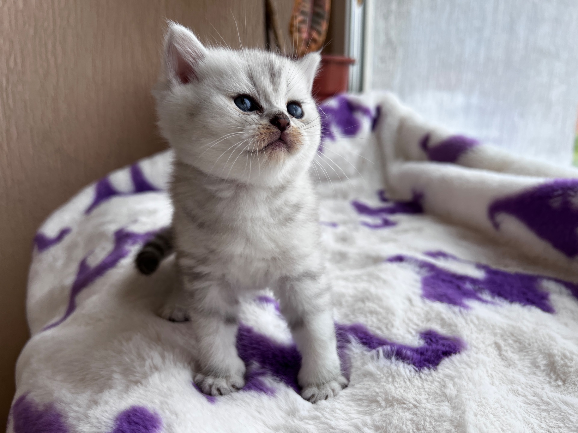 Котик Британець Bri ns 11
