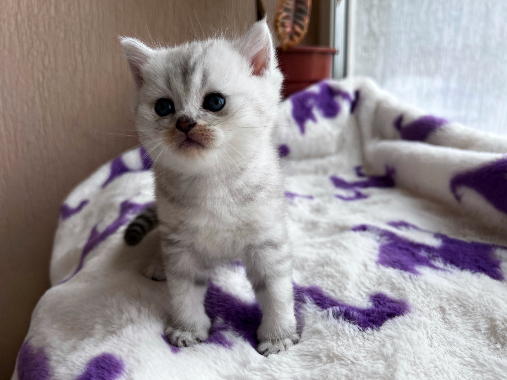 Котик Британець Bri ns 11