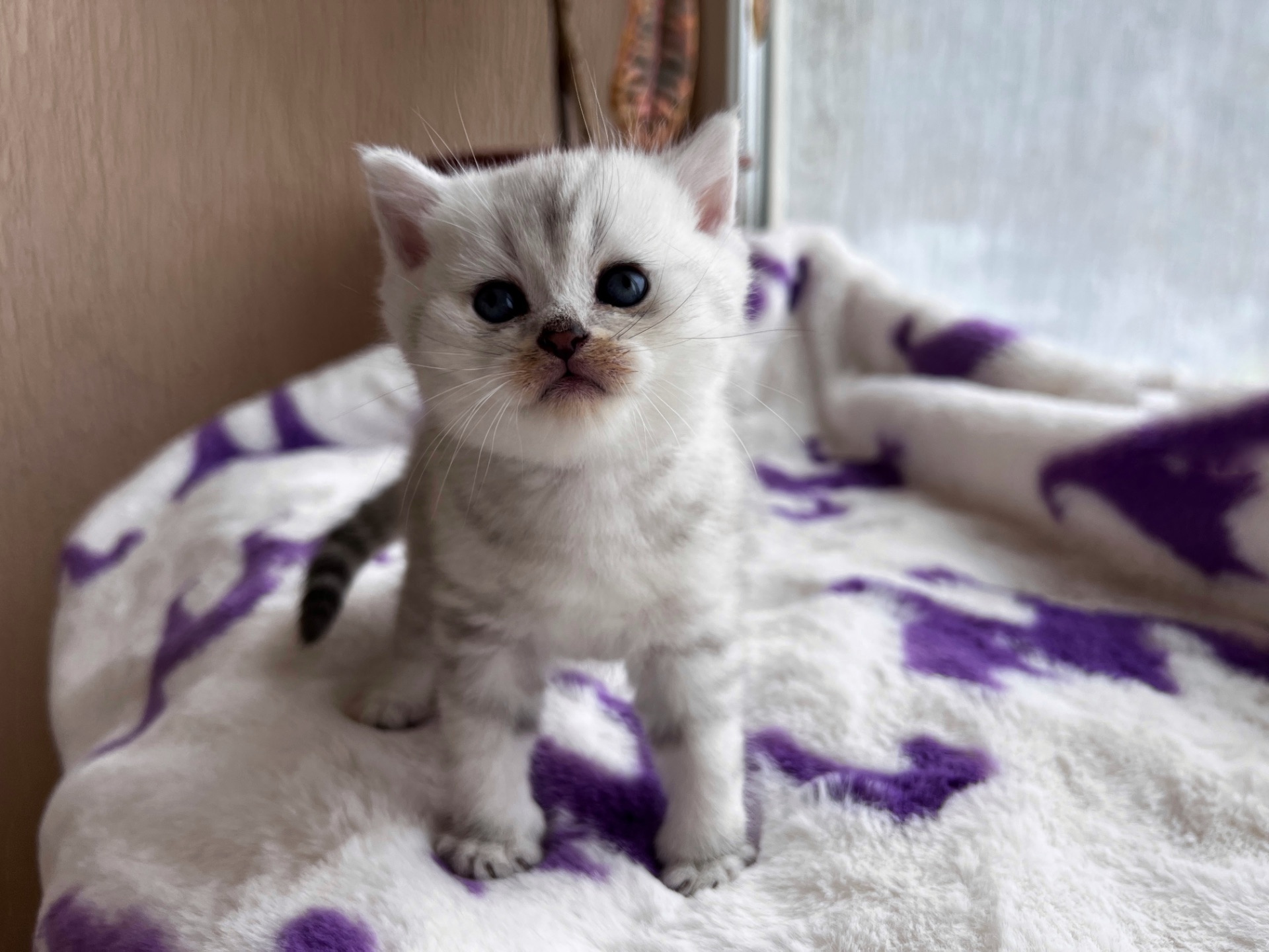 Котик Британець Bri ns 11