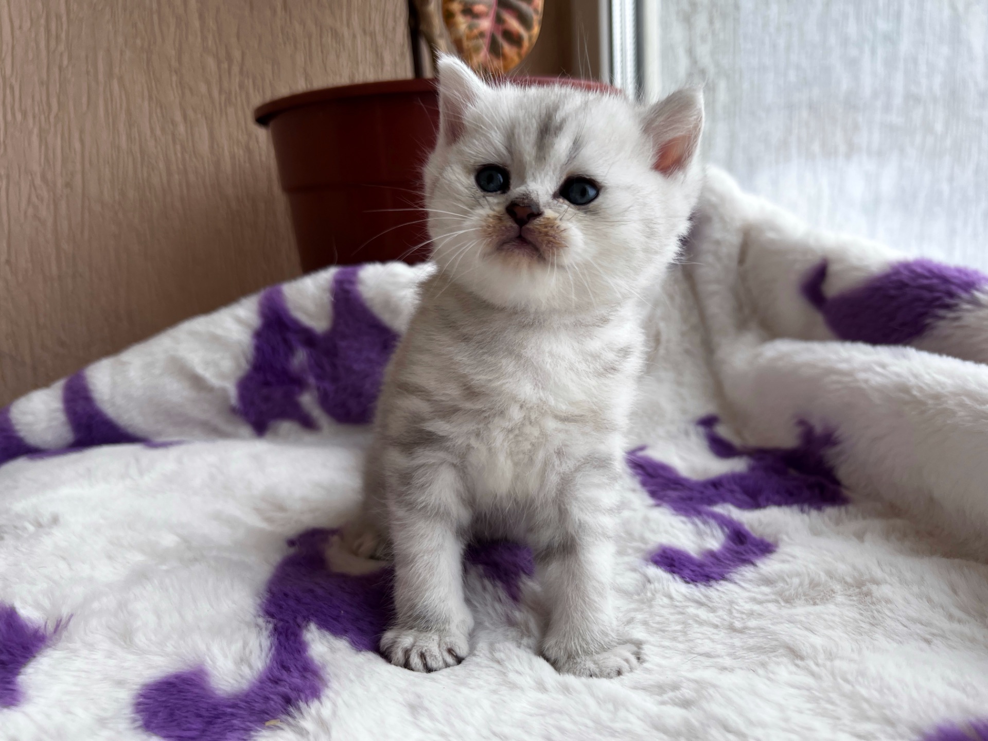 Котик Британець Bri ns 11