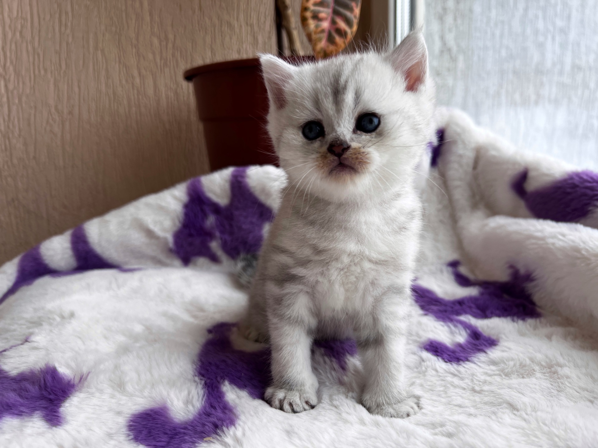 Котик Британець Bri ns 11