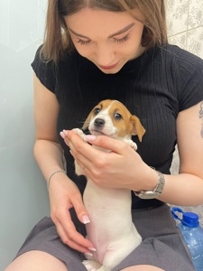 Дівчинка джек рассел