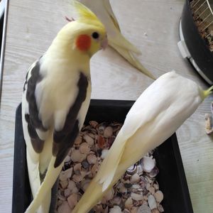 корела