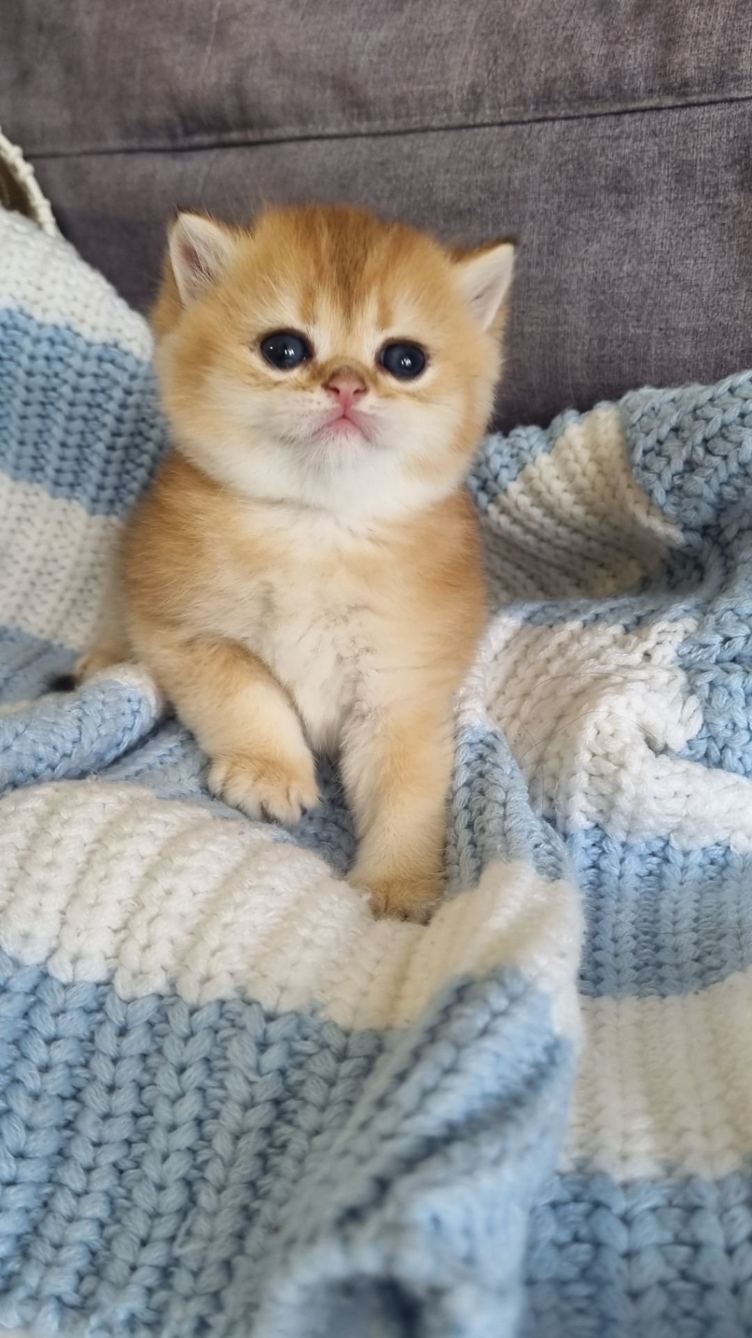 Британські кошенята