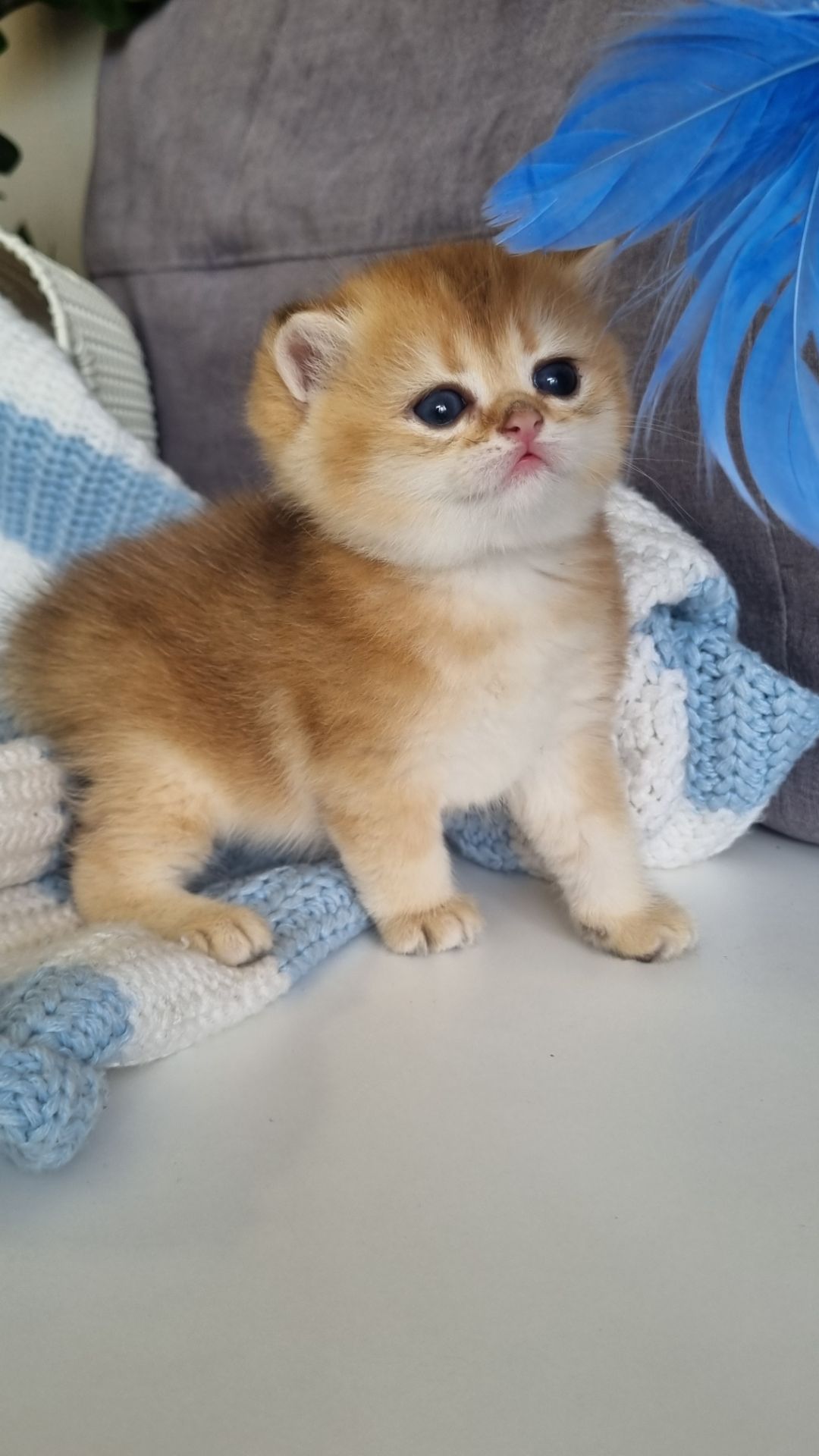 Британські кошенята