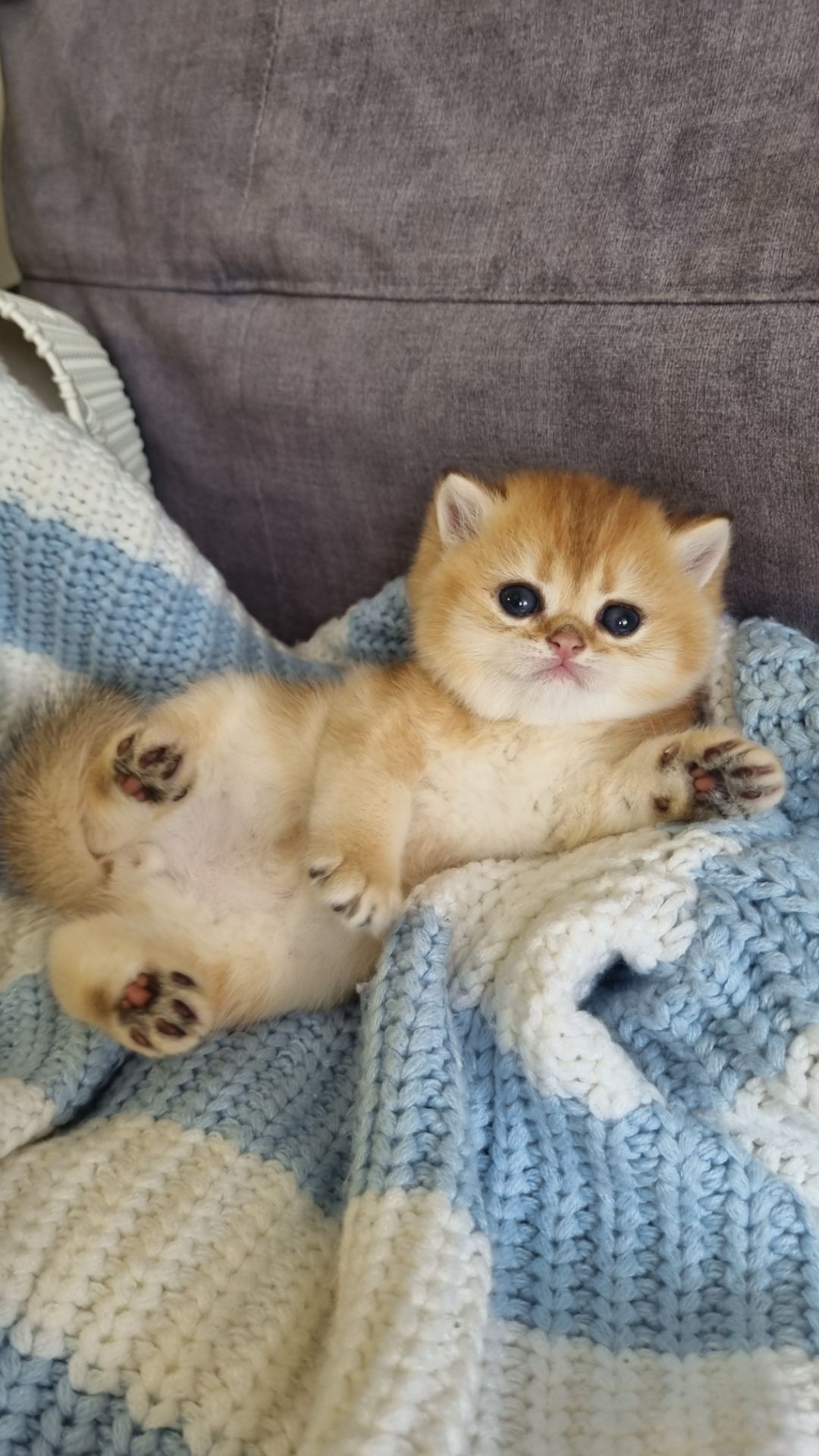 Британські кошенята