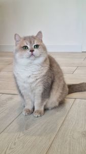 Британська шиншилла