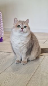 Британська шиншилла