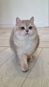 Британська шиншилла