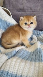 Британські кошенята