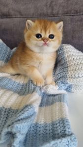 Британські кошенята
