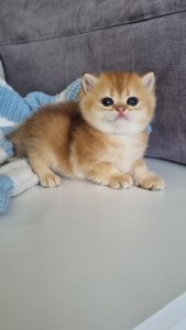 Британські кошенята