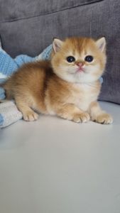 Британські кошенята