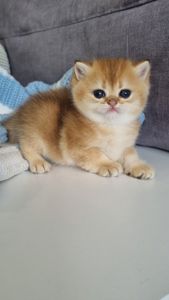 Британські кошенята