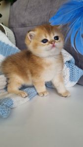 Британські кошенята