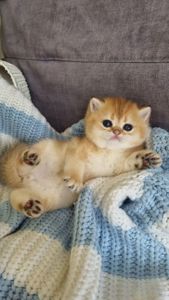 Британські кошенята