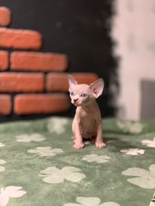 Канадский сфинкс