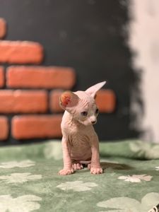 Канадский сфинкс