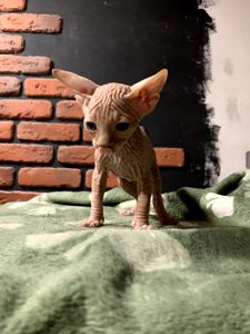 Канадский сфинкс