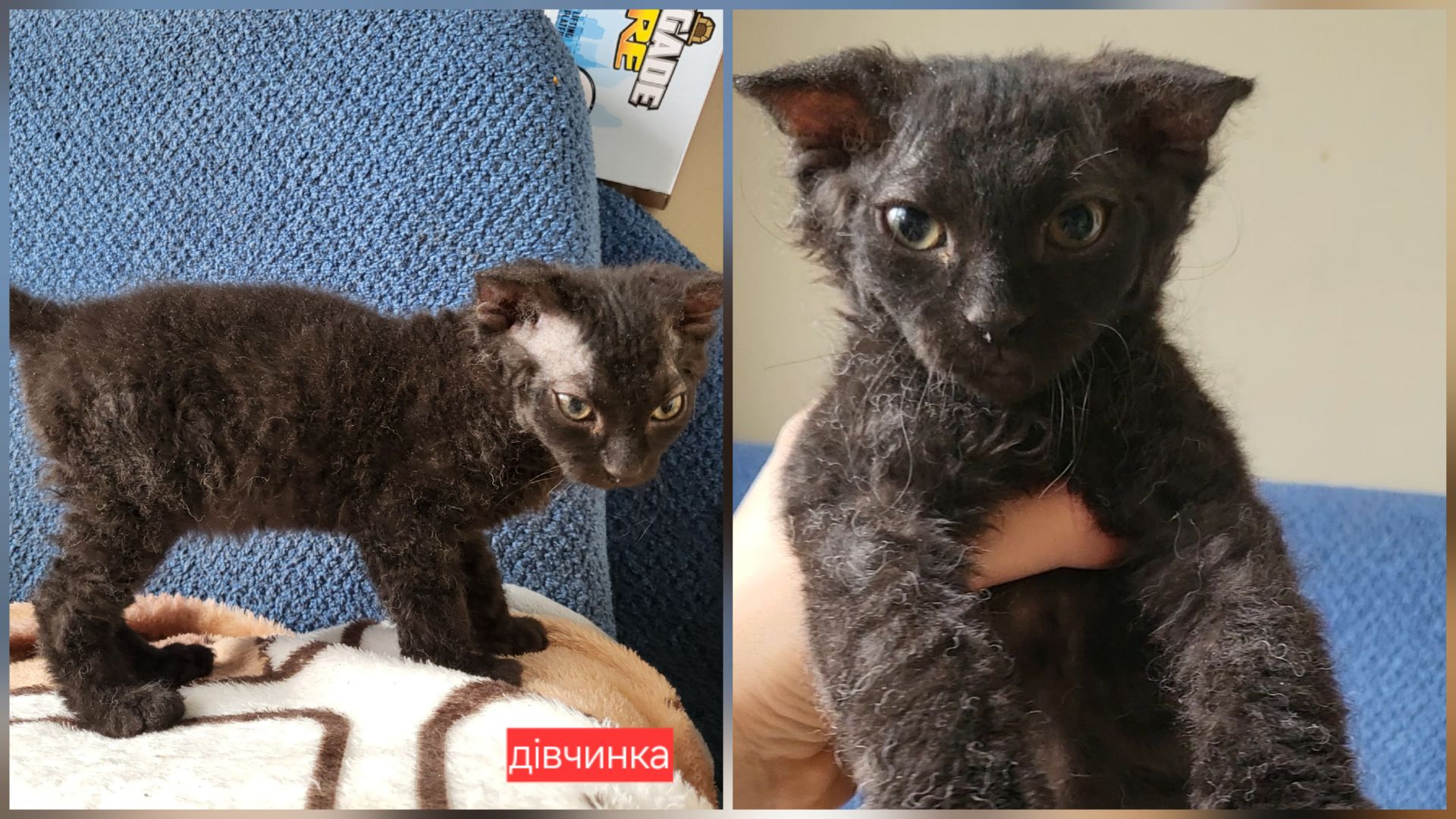 Кошенята сфінкс браш донський український левкой