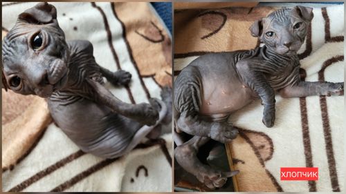 Кошенята сфінкс браш донський український левкой