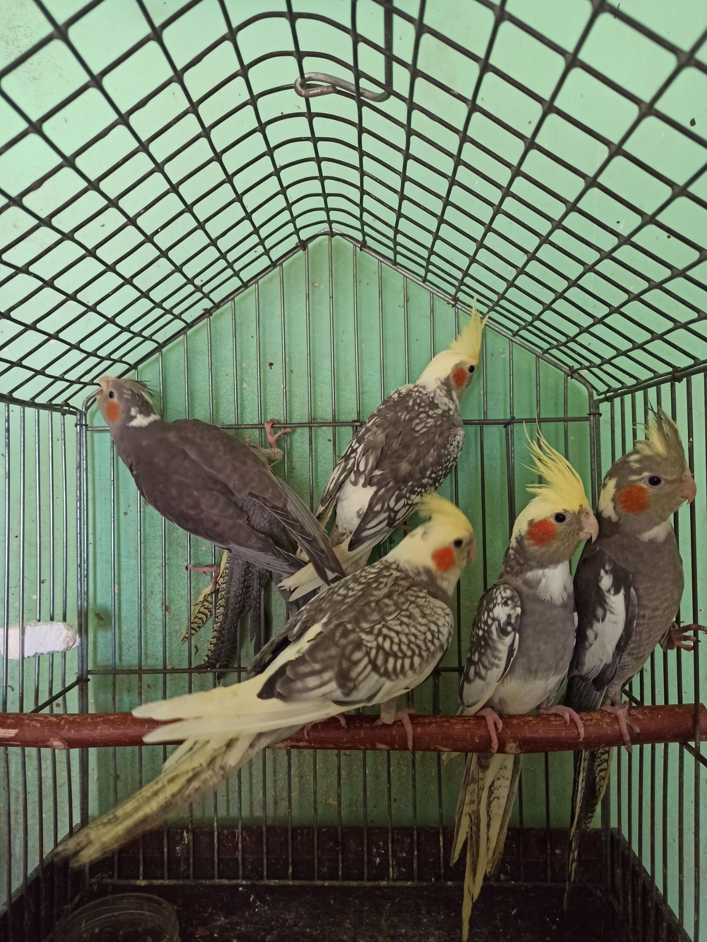Кореллы птенцы