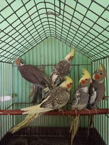 Кореллы птенцы