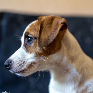 Цуценята Джек Рассел тер’єра B3 (хлопчик Bruno). Офіційний розплідник КСУ – FCI