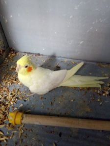 Продам корелл різних забарвлень!