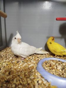 Продам корелл різних забарвлень!