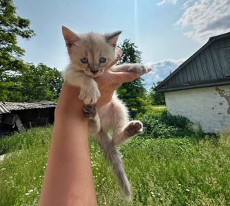 Ліза