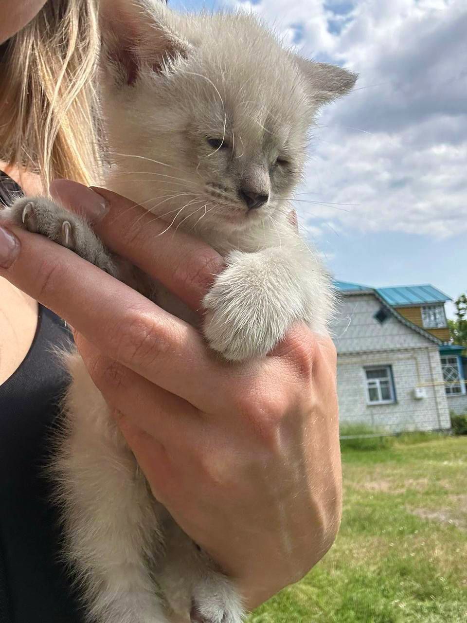 Ліза