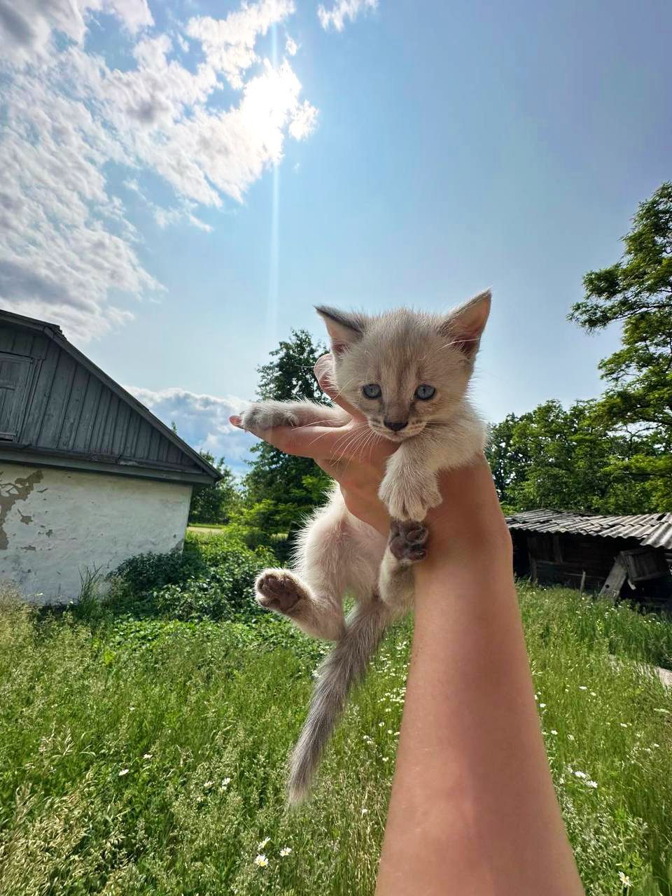 Ліза