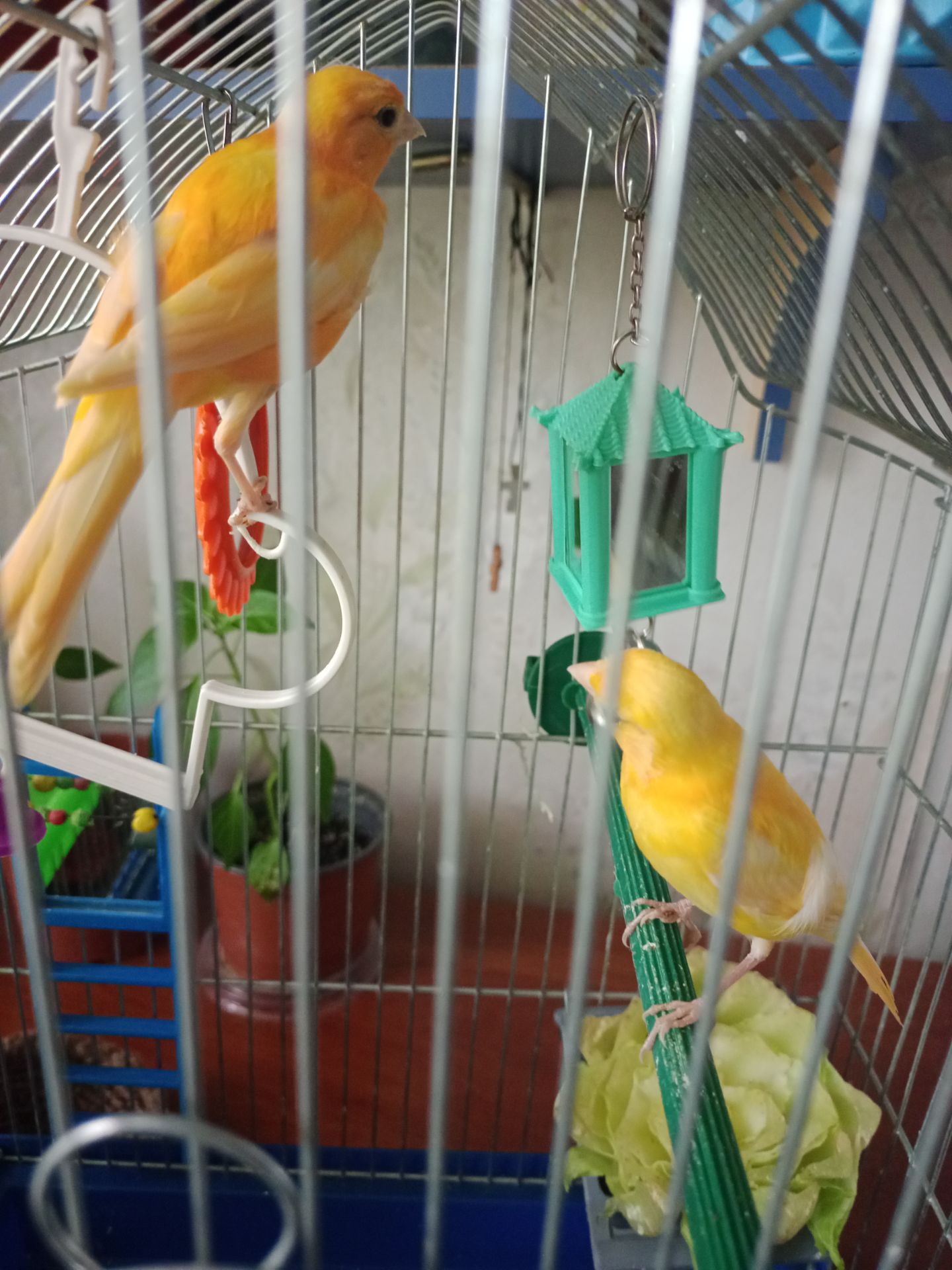 Кенар