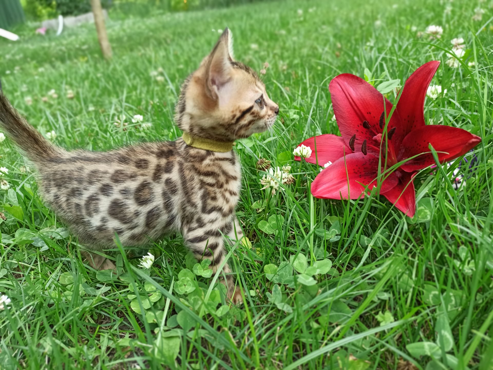 Котята бенгал
