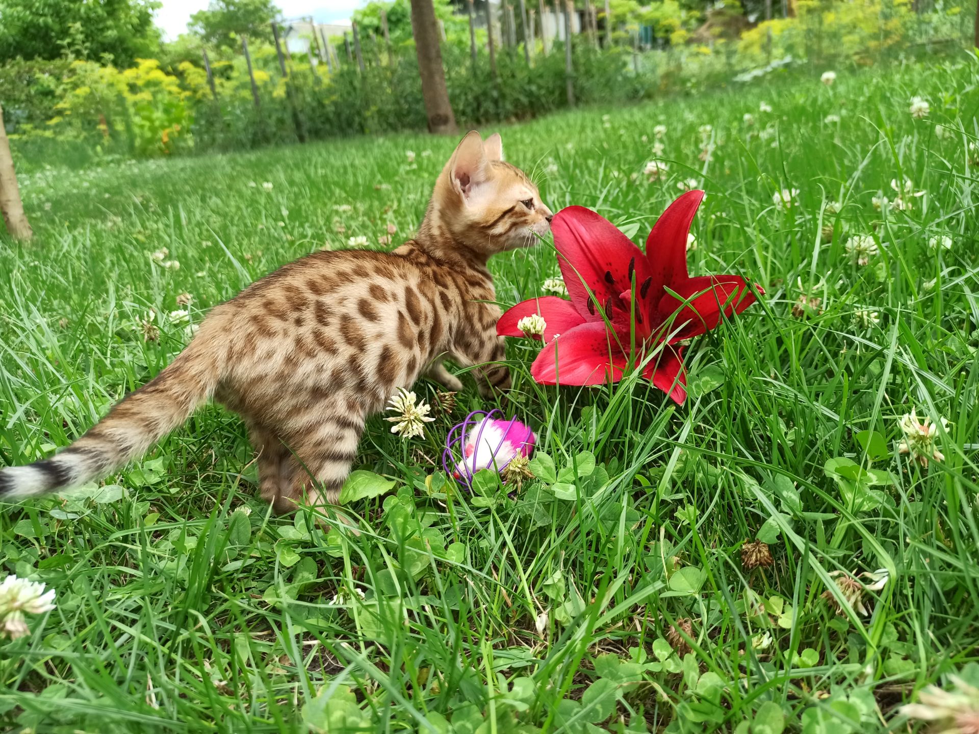 Котята бенгал