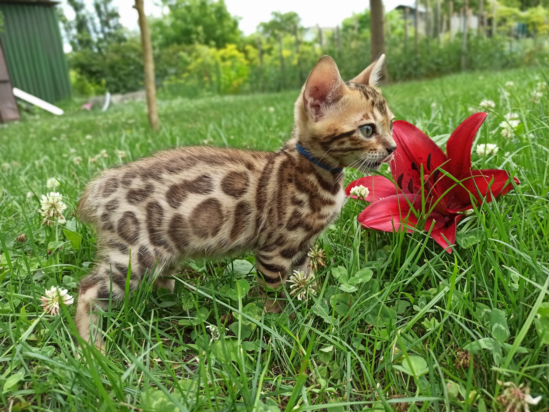 Котята бенгал