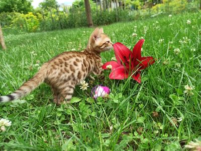 Котята бенгал