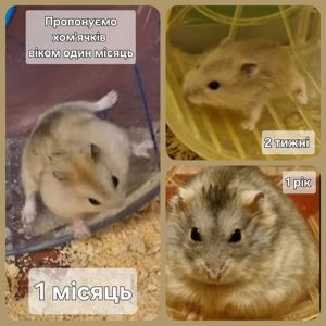 Обирай Розкішного Хома по відео