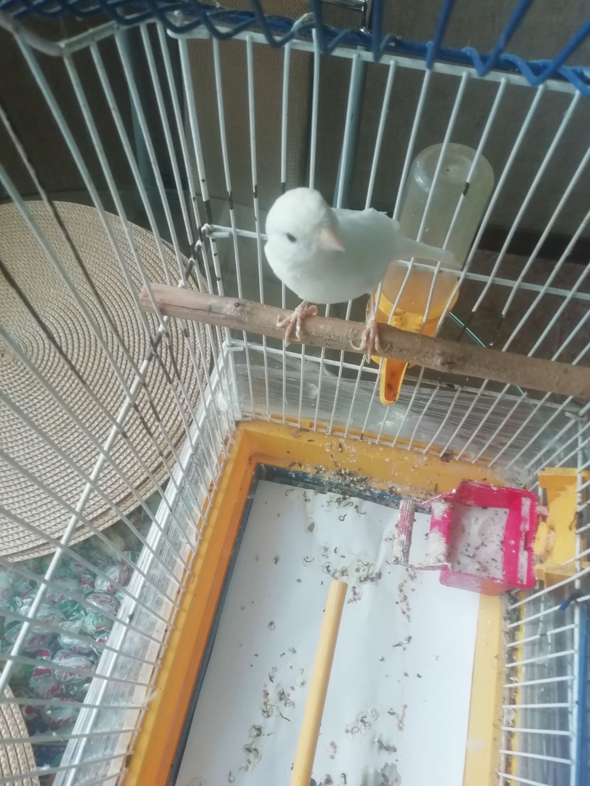 Кенар