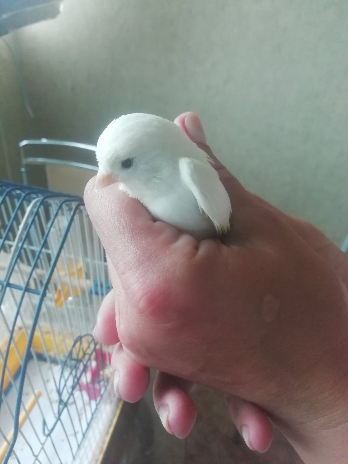 Кенар