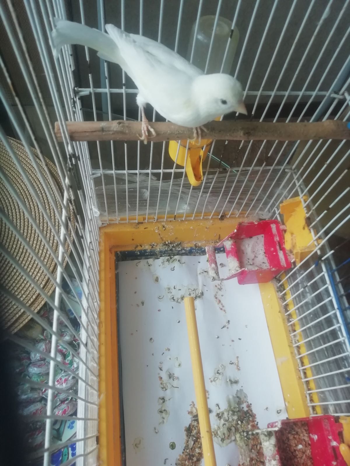 Кенар